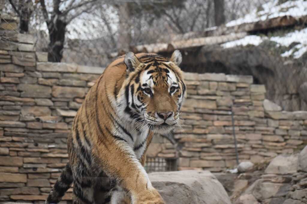 Tiger Breeding - Utah's Hogle Zoo | Stories & News