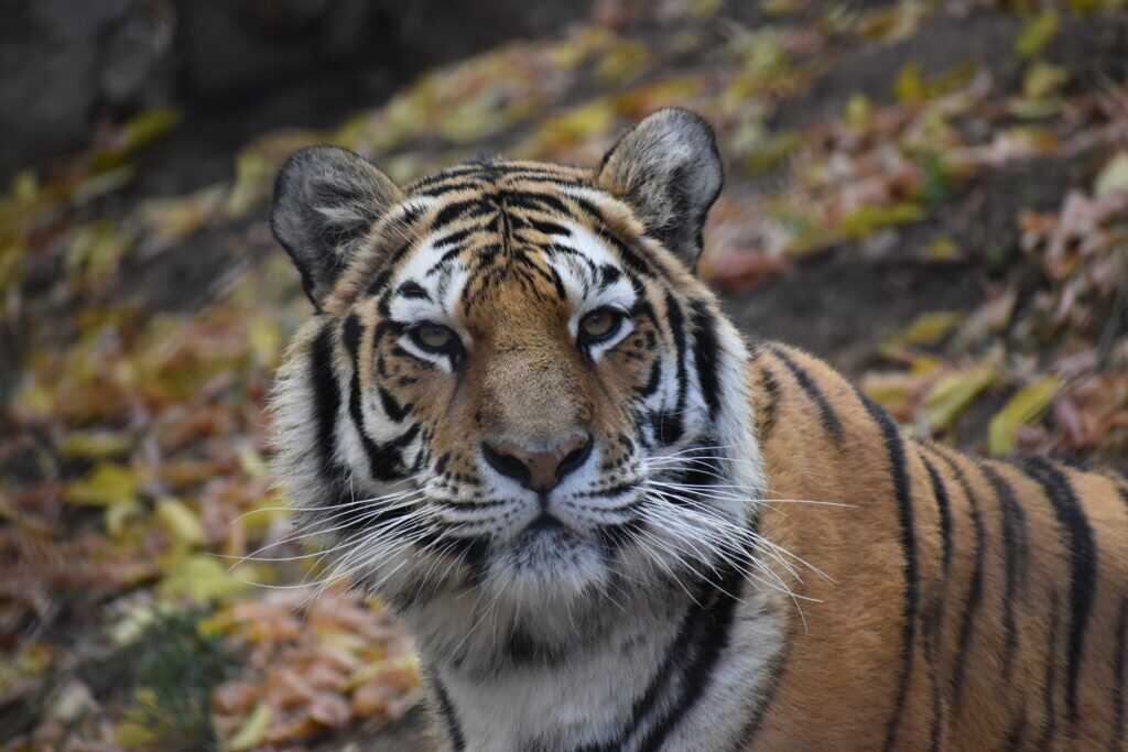 Tiger Breeding - Utah's Hogle Zoo | Stories & News